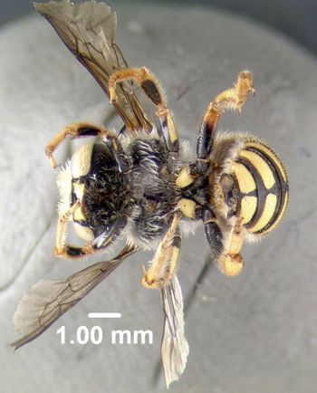 Media type: image;   Entomology 610801 Aspect: habitus ventral view
